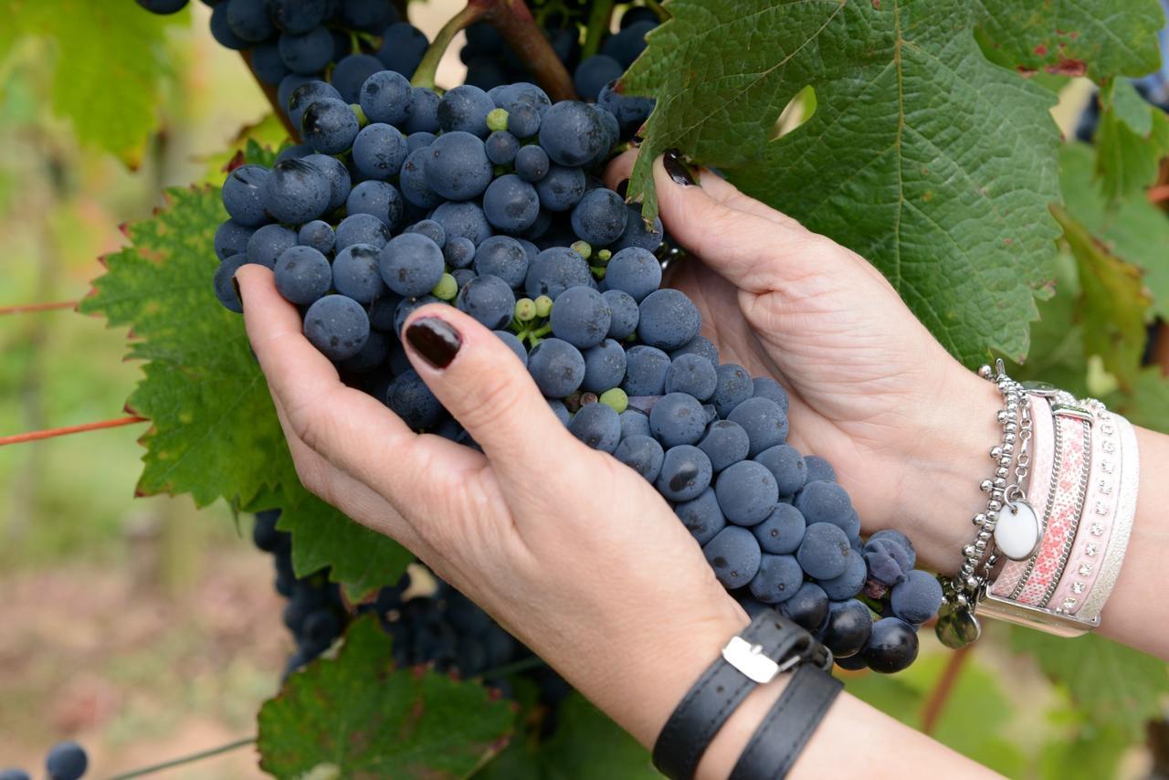 Weingut Erich Serwazi ميسينيش المظهر الخارجي الصورة